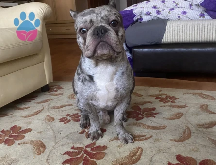 2 yaşındaki oğlumuz Ateş’e dişi arıyoruz