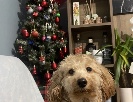 Toy poodle 1 yaş - 118976859