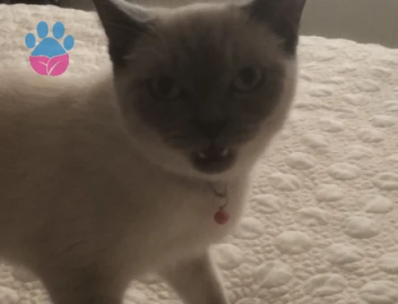 Bluepoint dişimize eş arıyoruz