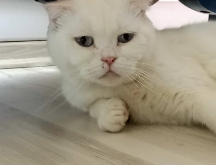 Scottish Fold - 118976861