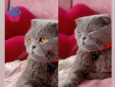 Kızımıza eş arıyoruz