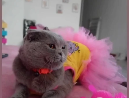 Scottish Fold Kızımıza eş arıyoruz - 118976868