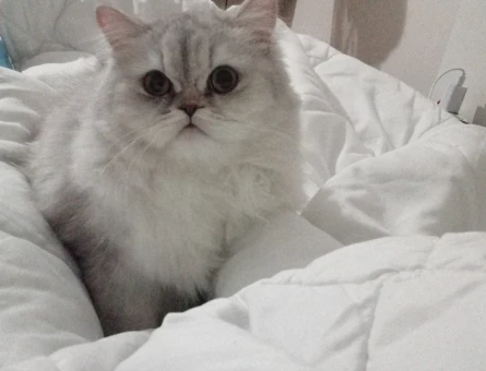 Chincilla - 118976869