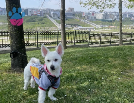 Bell erkek eş ariyor