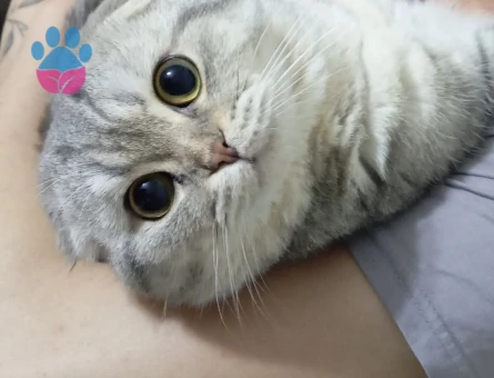 Miya bey’e eş arıyoruz