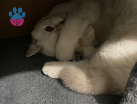 British Shorthair 3 Yaşında İlk Defa Anne Olacak