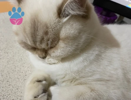 British Shorthair 3 Yaşında İlk Defa Anne Olacak