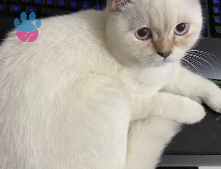 British Shorthair 3 Yaşında İlk Defa Anne Olacak