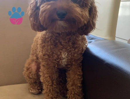Toy Poodle 3,5 Kilo Dişi