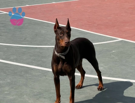 Bursa iznik DİŞİ Secereli doberman