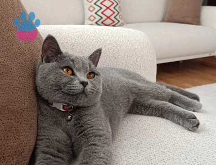 British Shorthair Gri Kedime Eş arıyoruz