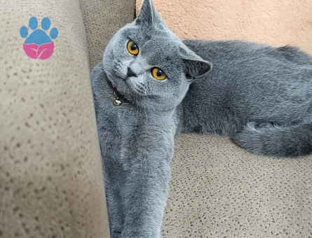 British Shorthair Gri Kedime Eş arıyoruz