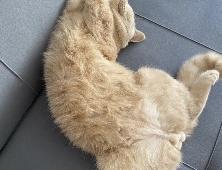 British Shorthair Dişi kedi arıyoruz - 118969438
