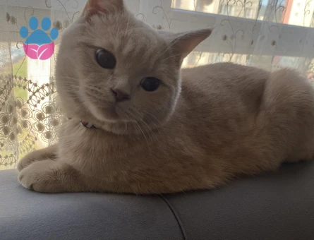 British Shorthair Dişi kedi arıyoruz