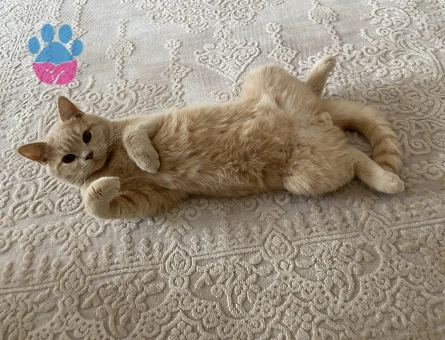 British Shorthair Dişi kedi arıyoruz