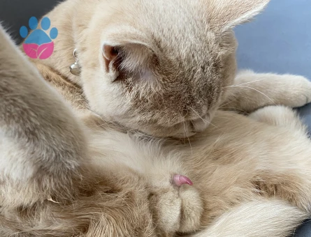 British Shorthair Dişi kedi arıyoruz