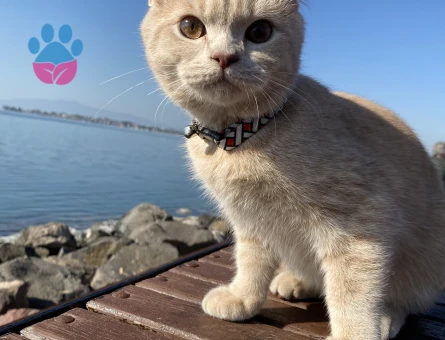 British Shorthair Dişi kedi arıyoruz