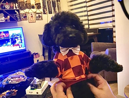 Poodle 10 Aylık Eş Arıyor - 118969440