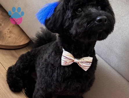 Poodle 10 Aylık Eş Arıyor