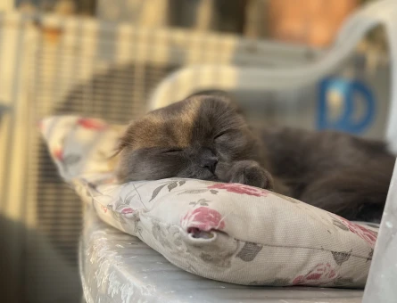 Scottish Fold Kedi Eş Aranıyor - 118977583