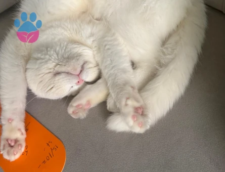 Oğlumuza eş arıyoruz