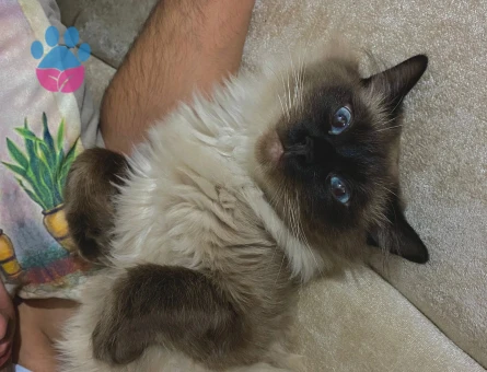 Yakışıklı oğluma eş arıyoruz