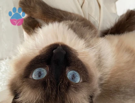 Yakışıklı oğluma eş arıyoruz