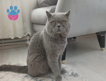 Erken kedimize eş arıyoruz.