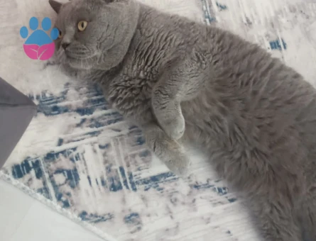 Erken kedimize eş arıyoruz.