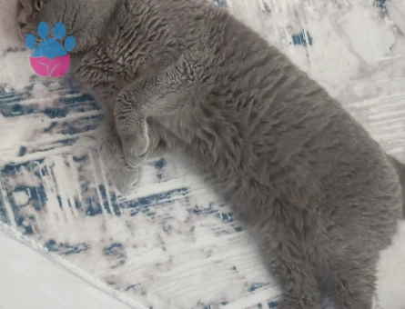 Erken kedimize eş arıyoruz.