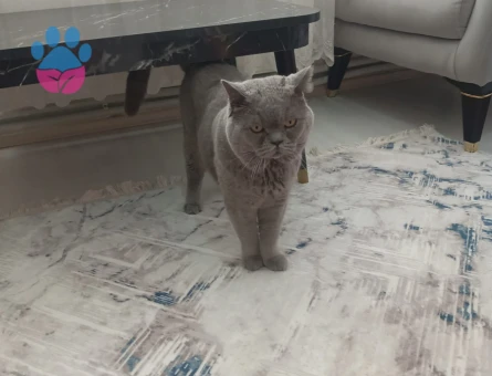 Erken kedimize eş arıyoruz.