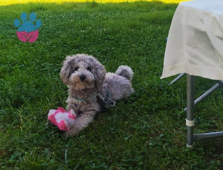 Oğlumuza eş arıyoruz