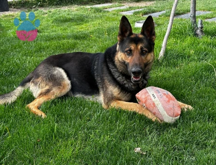 Dişi safkan alman kurdu eş aranıyor