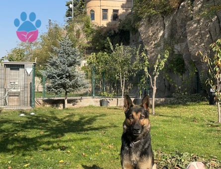 Dişi safkan alman kurdu eş aranıyor