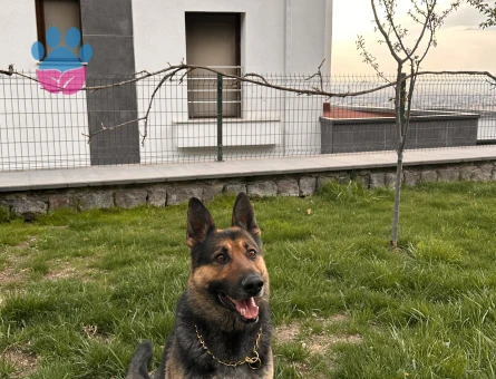 Dişi safkan alman kurdu eş aranıyor