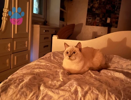 kızımız lülü için helal mama yemiş damat arıyoruz