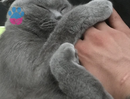 Scottish Fold Leydi kızımız 1 yaşında