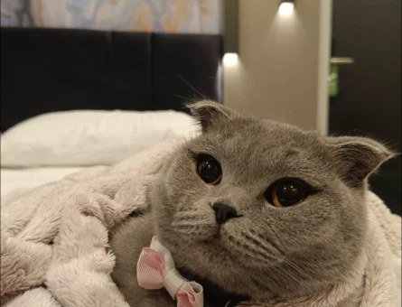 Scottish Fold Leydi kızımız 1 yaşında - 118977606