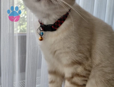 Scottish Fold Dişi Kedim Kızgınlıkta - 118984036