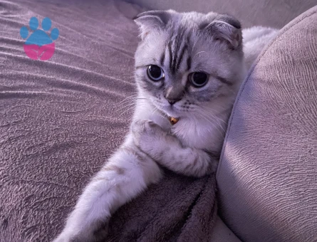 Scottish Fold Dişi Kedim Kızgınlıkta