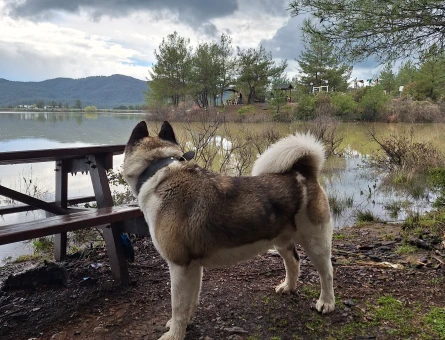 Amerikan akita 3 Yaşında Kızgınlıkta - 118984037