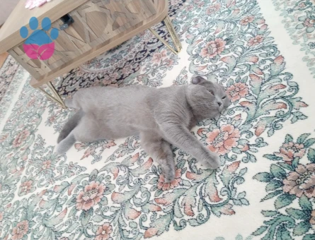 1 yaşında Scottish Fold Kedim Eş Arıyor - 118984039