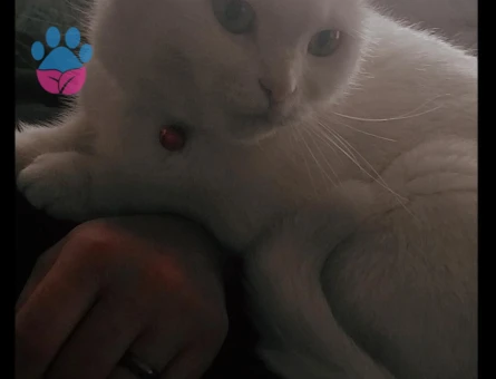 Scottish Fold Kızıma Damat Arıyorum - 118984041