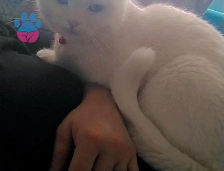 Scottish Fold Kızıma Damat Arıyorum