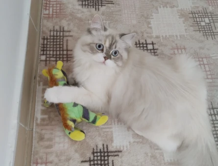 British Shorthair Kedim Eş Arıyor - 118970061