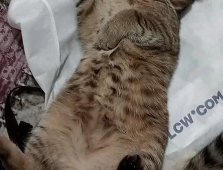 Scottish Fold Kızım İçin Acilen Eş Adayı Arıyorum - 118970063