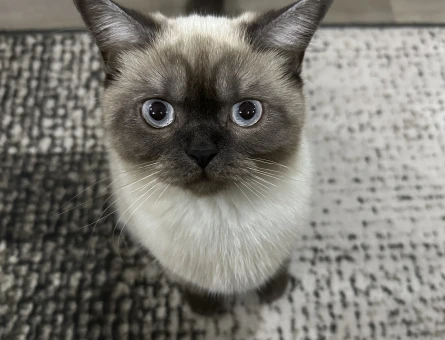 British Shorthair Safir Eş Arıyorum - 118970073