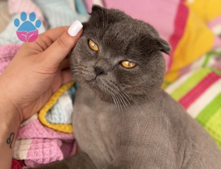 Scottish Fold 1 Yaşında Kedime Eş Arıyorum