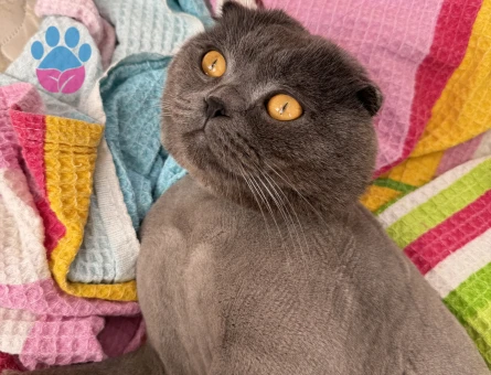 Scottish Fold 1 Yaşında Kedime Eş Arıyorum