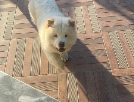 CHOW CHOW - 118978225